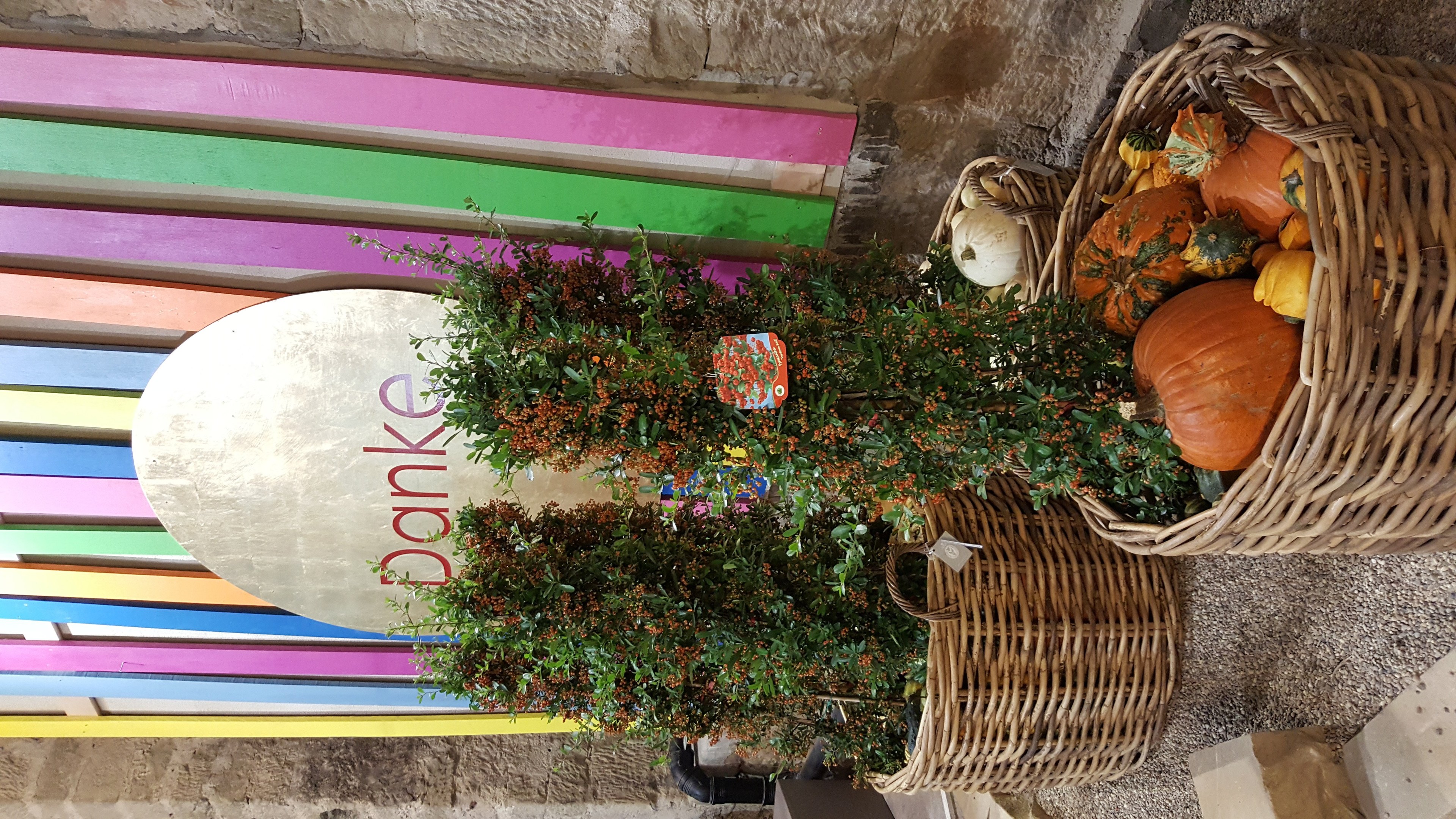 Ein Korb voller Kürbisse steht an der Seite eines Gebäudes, mit einer Pflanze im Vordergrund und einer bunten Wand im Hintergrund, die eine Tafel mit Schrift darauf zeigt.