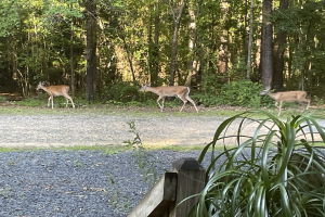 POL-LIP: Kreis Lippe. Vorsicht: Wildtiere auf Lippes Straßen.