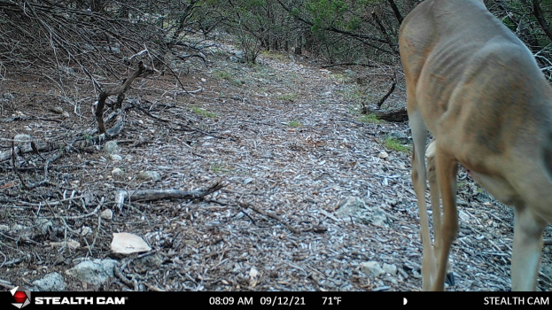 Ein Reh, das einen Schotterweg in einem bewaldeten Gebiet entlanggeht, umgeben von Steinen, Zweigen und Bäumen, mit Text unten, der "Stealth Cam - Rehjagd in Texas" liest.