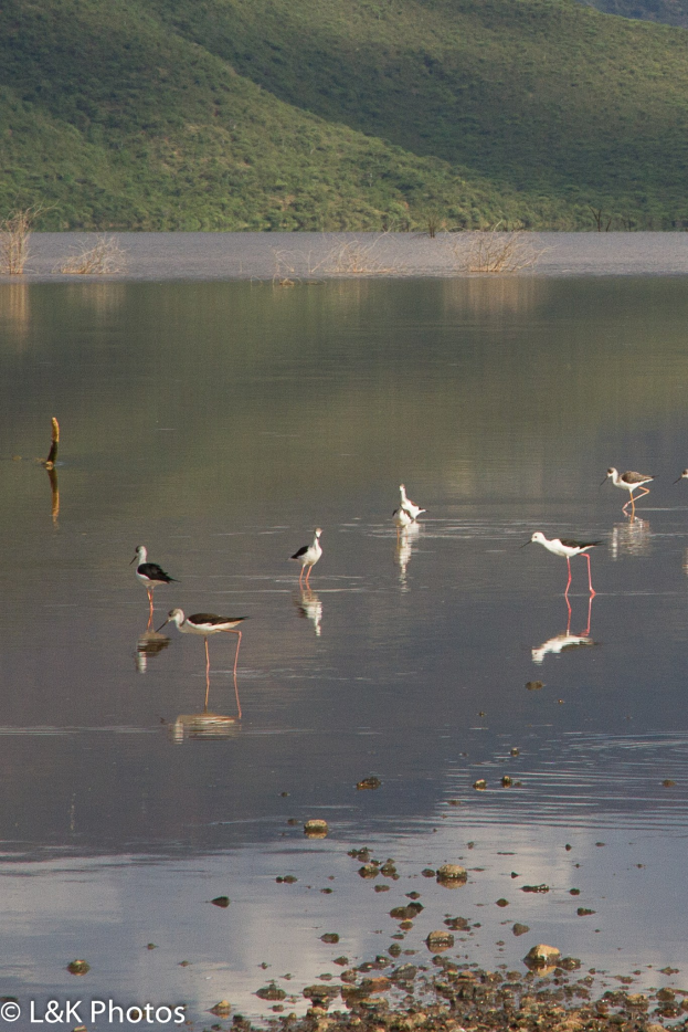 Eine Gruppe von Schwarzflüglern, die in einem See mit Bäumen und Hügeln im Hintergrund waten, mit Text unten.