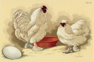 Zwei weiße Hühner stehen nebeneinander bei einer roten Schüssel, mit einem Ei auf der linken Seite und Text oben.