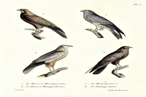 Drei Greifvögel, wahrscheinlich Habichte, sitzen auf einem Ast mit einem darunter liegenden Blatt Papier, auf dem Wörter und Zahlen geschrieben stehen.