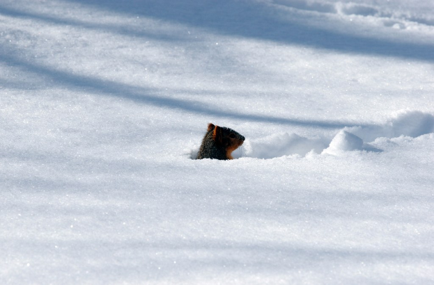 Ein Schnurrbart im Schnee.
