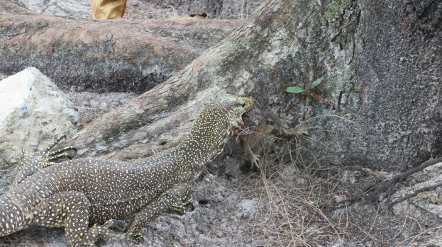 Ein Waran auf dem Boden neben einem Baum, umgeben von Steinen, Zweigen und Blättern, mit einem undeutlichen Objekt im Hintergrund.