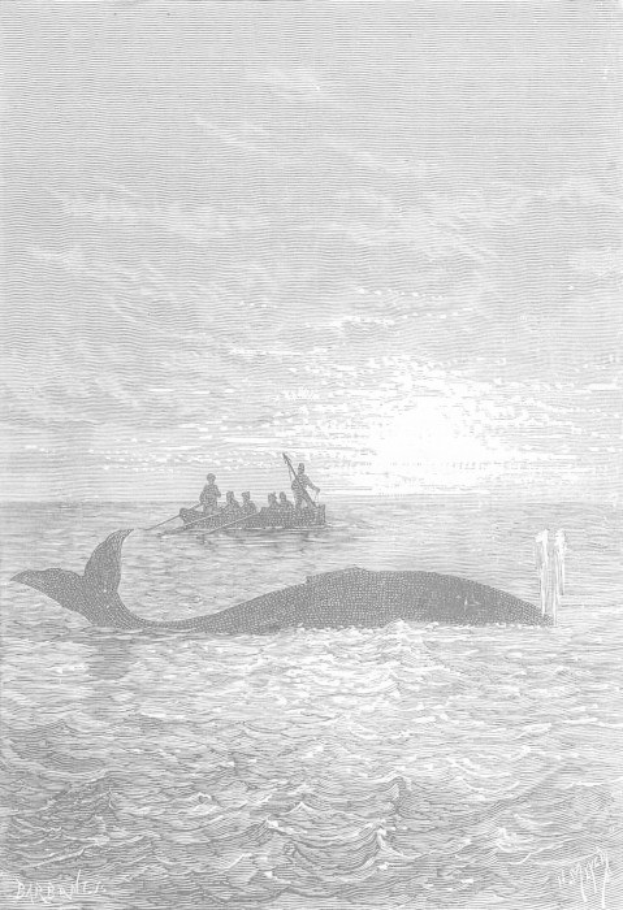 Schwarz-weiß-Illustration eines Buckelwals, der im Meer schwimmt, mit einem Boot im Hintergrund, signiert "Buckelwal von William Hogarth" unten.